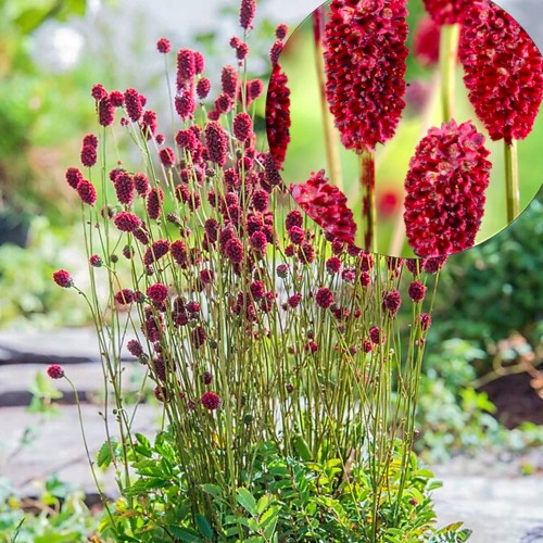 Sanguisorba 'Proud Mary' - Punanupp 'Proud Mary' P9/0,55L 